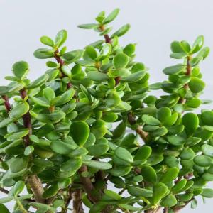 Zade plant | zade succulent plant |